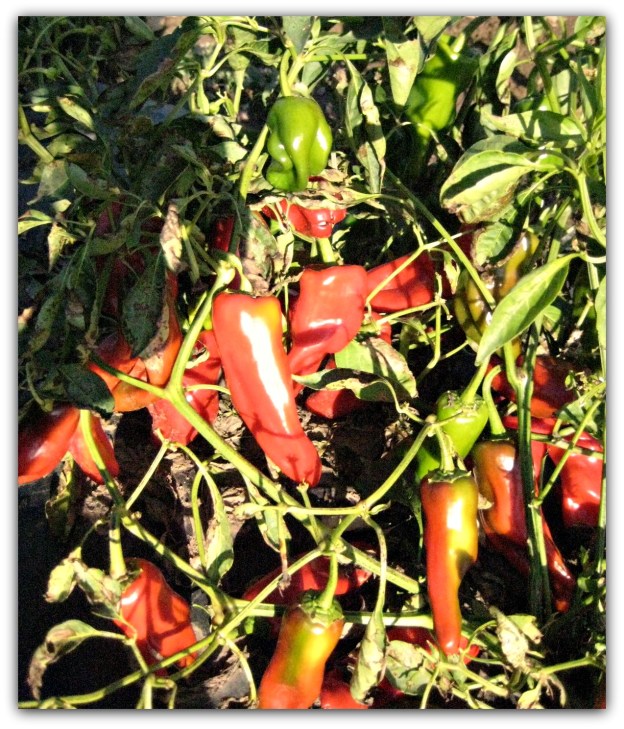 Chilies
