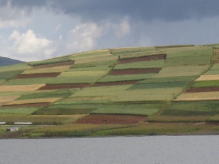 Grain Fields in Peru, Taken by Helen During her Trip